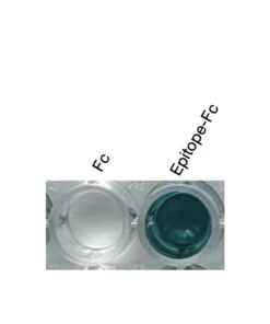 Alternative view of Anti-mouse/human ESRRa / ERRα Recombinant Monoclonal Antibody (XM0022)