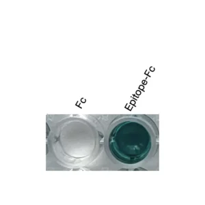 Alternative view of Anti-mouse/human ESRRa / ERRα Recombinant Monoclonal Antibody (XM0022)