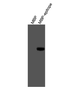 Alternative view of Anti-mouse/human GR Recombinant Monoclonal Antibody (XM0009)