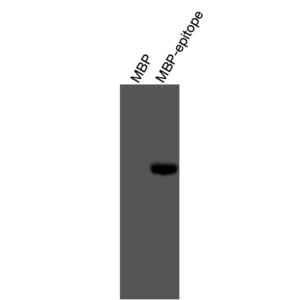 Alternative view of Anti-mouse/human NR3C1 / GR Recombinant Monoclonal Antibody (XM0009)