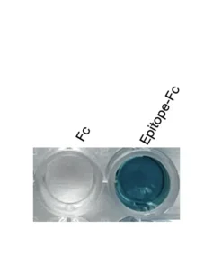 Alternative view of Anti-mouse/human NF2 / Merlin Recombinant Monoclonal Antibody (XM0039)