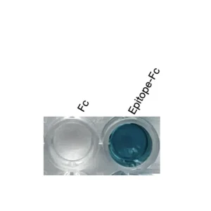 Alternative view of Anti-mouse/human NF2 / Merlin Recombinant Monoclonal Antibody (XM0039)