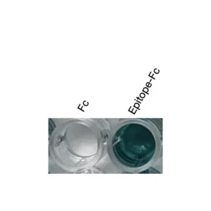 Alternative view of Anti-mouse/human PPARγ Recombinant Monoclonal Antibody (XM0049)