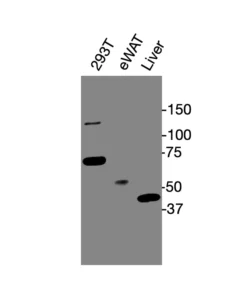 Western blot showing specific bands in HEK293T cell lysate, mouse eWAT, and liver for PPARγ antibody