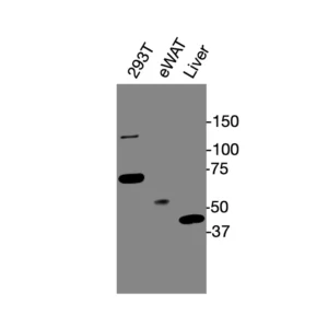 Western blot showing specific bands in HEK293T cell lysate, mouse eWAT, and liver for PPARγ antibody