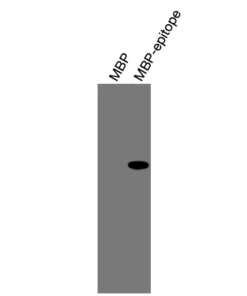 Alternative view of Anti-mouse/human RARγ Recombinant Monoclonal Antibody (XM0044)