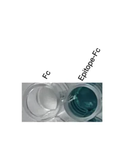 Alternative view of Anti-mouse/human RORγ Recombinant Monoclonal Antibody (XM0026)
