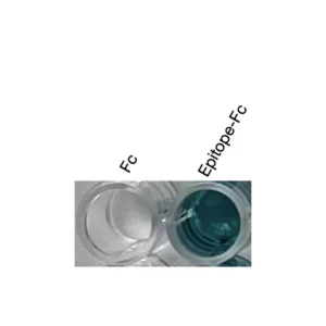 Alternative view of Anti-mouse/human RORγ Recombinant Monoclonal Antibody (XM0026)