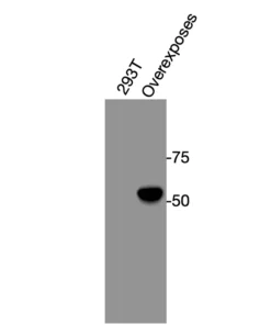 Western blot showing specific bands in HEK293T cell lysate, over-expressed human RXRα sample for RXRα antibody