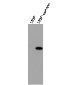 Alternative view of Anti-mouse/human RXRα Recombinant Monoclonal Antibody (XM0007)