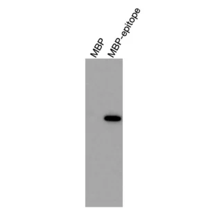 Alternative view of Anti-mouse/human RXRα Recombinant Monoclonal Antibody (XM0007)