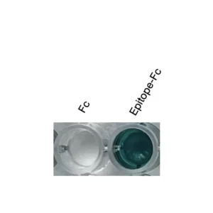 Alternative view of Anti-mouse SAV1 Recombinant Monoclonal Antibody (MM0034)