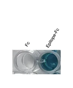 Alternative view of Anti-mouse/human VDR Recombinant Monoclonal Antibody (XM0018)