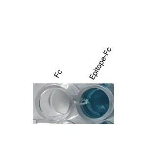 Alternative view of Anti-mouse/human VDR Recombinant Monoclonal Antibody (XM0018)