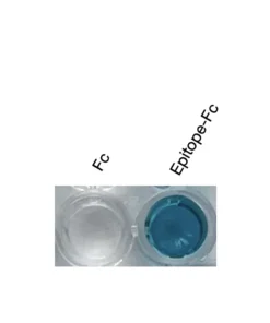 Alternative view of Anti-human TJP2 / ZO-2 Recombinant Monoclonal Antibody (HM0055)