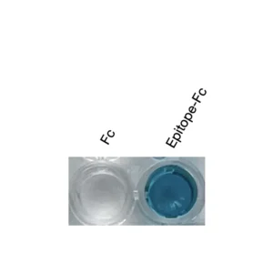 Alternative view of Anti-human TJP2 / ZO-2 Recombinant Monoclonal Antibody (HM0055)