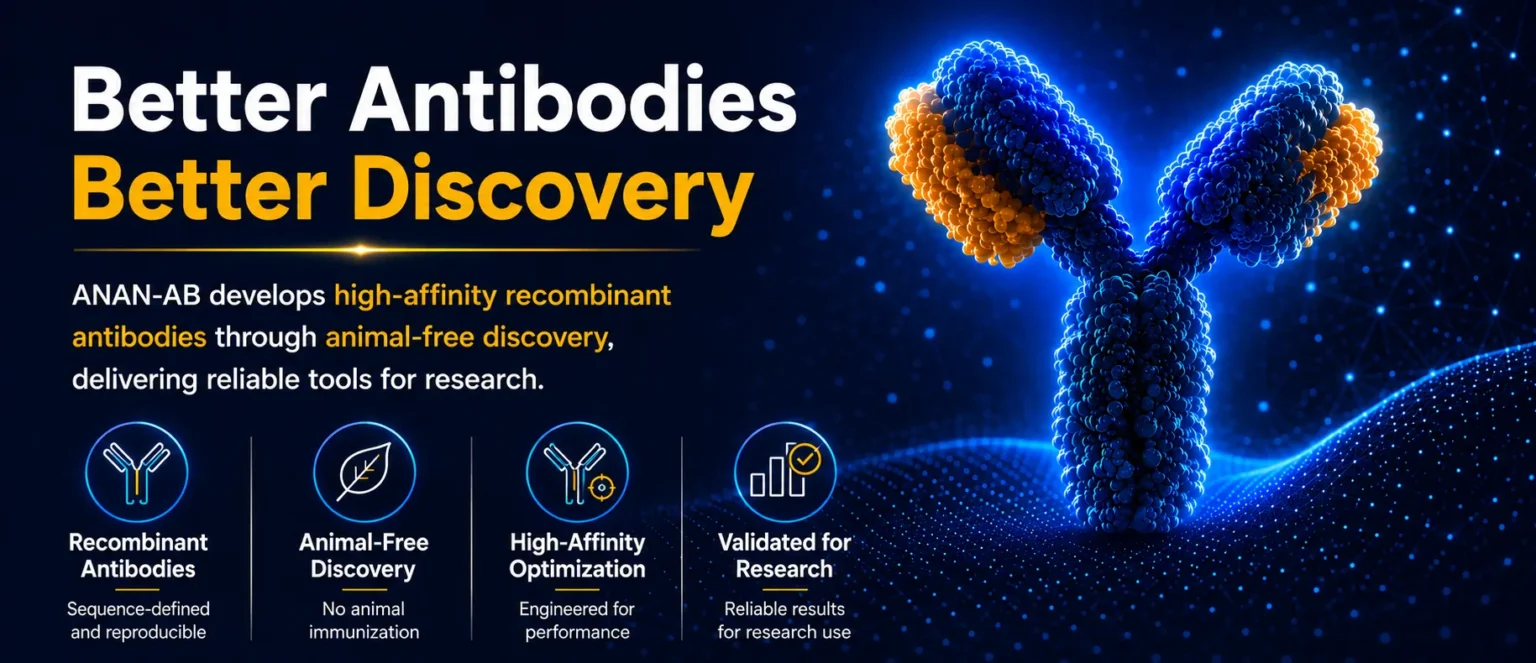 High-affinity recombinant antibodies developed through animal-free discovery for reliable biological research.
