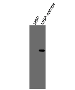 Alternative view of Anti-mouse/human Catenin α1 Recombinant Monoclonal Antibody (XM0051)