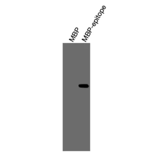 Alternative view of Anti-mouse/human Catenin α1 Recombinant Monoclonal Antibody (XM0051)