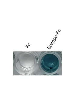Alternative view of Anti-human CCR10 Recombinant Monoclonal Antibody (HM0074)