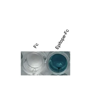 Alternative view of Anti-human CCR10 Recombinant Monoclonal Antibody (HM0074)