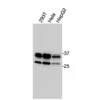 Western blot showing specific bands in HEK293T, HeLa, and HepG2 cell lysates for CCR10 antibody