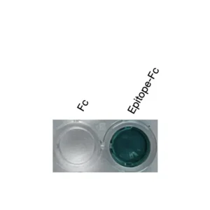 Alternative view of Anti-human ACKR1 Recombinant Monoclonal Antibody (HM0062)