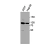 Western blot showing specific bands in HEK293T and HepG2 cell lysates for ACKR1 antibody
