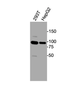 Western blot showing specific bands in HEK293T and HepG2 cell lysates for ACKR1 antibody