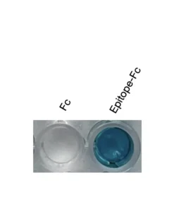 Alternative view of Anti-human CMKLR1 / ChemR23 Recombinant Monoclonal Antibody (HM0096)
