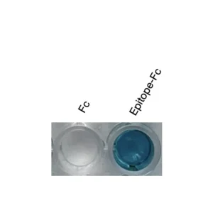 Alternative view of Anti-human CMKLR1 / ChemR23 Recombinant Monoclonal Antibody (HM0096)