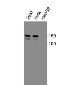 Western blot showing specific bands in HEK293T, HeLa, and HepG2 cell lysates for CXCR2 antibody