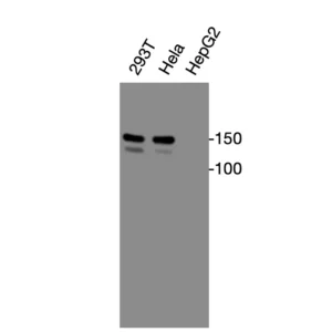 Western blot showing specific bands in HEK293T, HeLa, and HepG2 cell lysates for CXCR2 antibody