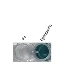Alternative view of Anti-human CXCR2 Recombinant Monoclonal Antibody (HM0076)