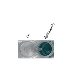 Alternative view of Anti-human CXCR2 Recombinant Monoclonal Antibody (HM0076)