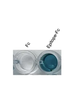 Alternative view of Anti-human CXCR4 Recombinant Monoclonal Antibody (HM0088)