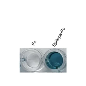 Alternative view of Anti-human CXCR4 Recombinant Monoclonal Antibody (HM0088)