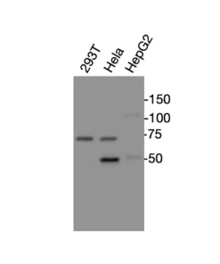 Western blot showing specific bands in HEK293T, HeLa, and HepG2 cell lysates for CXCR4 antibody