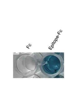 Alternative view of Anti-human DRD3 Recombinant Monoclonal Antibody (HM0079)