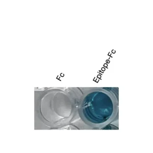 Alternative view of Anti-human DRD3 Recombinant Monoclonal Antibody (HM0079)