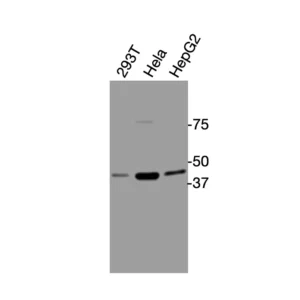 Western blot showing specific bands in HEK293, HeLa, and HepG2 cell lysates for DRD3 antibody