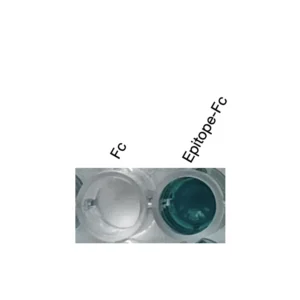 Alternative view of Anti-human EDNRB Recombinant Monoclonal Antibody (HM0081)