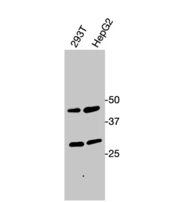 Western blot showing specific bands in HEK293T and HepG2 cell lysates for EDNRB antibody