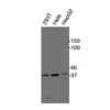Western blot showing specific bands in HEK293T, HeLa, and HepG2 cell lysates for GPR25 antibody