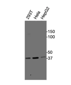 Western blot showing specific bands in HEK293T, HeLa, and HepG2 cell lysates for GPR25 antibody