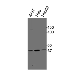 Western blot showing specific bands in HEK293T, HeLa, and HepG2 cell lysates for GPR25 antibody