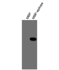 Alternative view of Anti-human GPR25 Recombinant Monoclonal Antibody (HM0063)