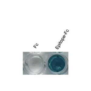 Alternative view of Anti-human GPR84 Recombinant Monoclonal Antibody (HM0061)