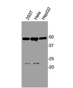 Western blot showing specific bands in HEK293, HeLa, and HepG2 cell lysates for GPR84 antibody
