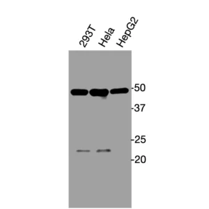 Western blot showing specific bands in HEK293, HeLa, and HepG2 cell lysates for GPR84 antibody